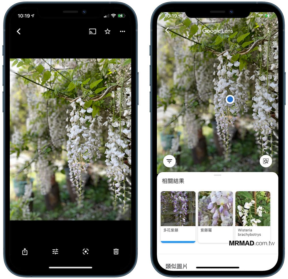 Google相簿隱藏技1秒辨識花草植物、貓狗、風景、食物1