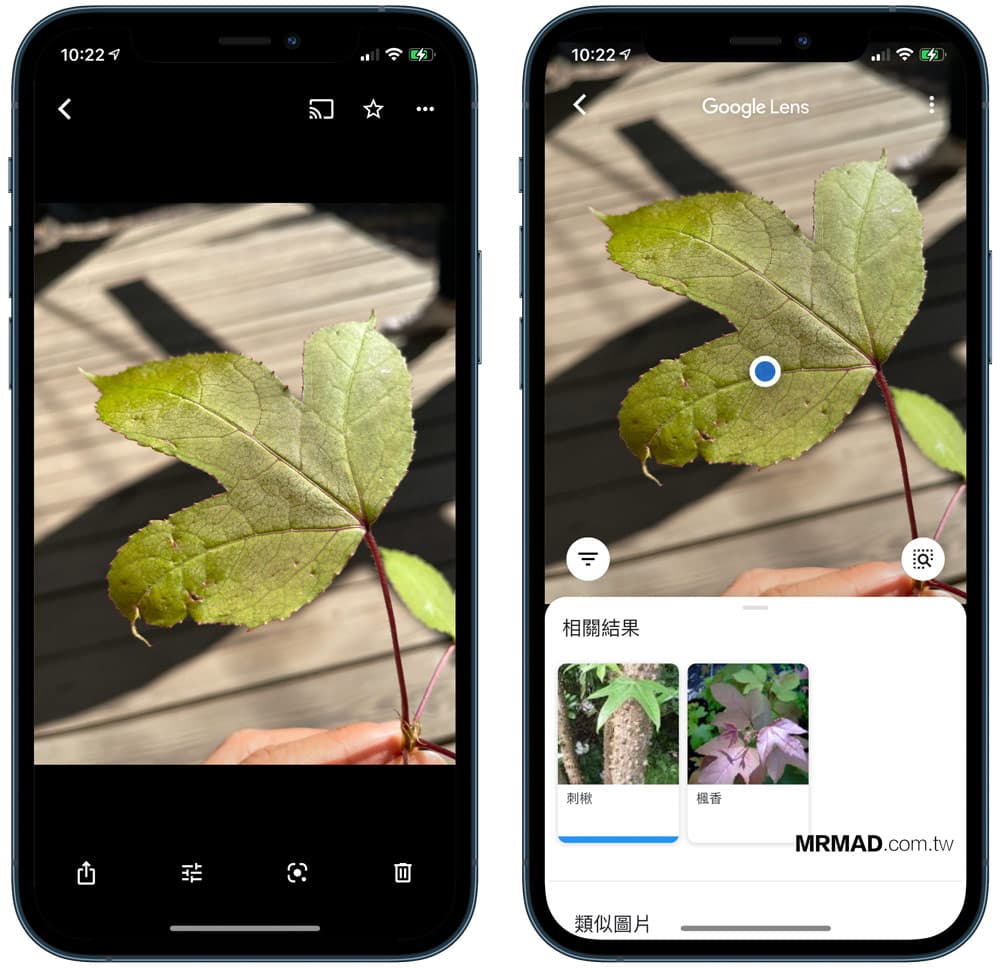 Google相簿隱藏技1秒辨識花草植物、貓狗、風景、食物