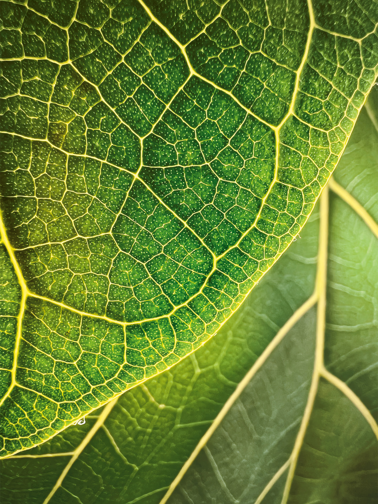Trevor Collins (@trevor.photos) 以 iPhone 13 Pro 拍攝的〈Leaf Illumination〉(琴葉榕)。