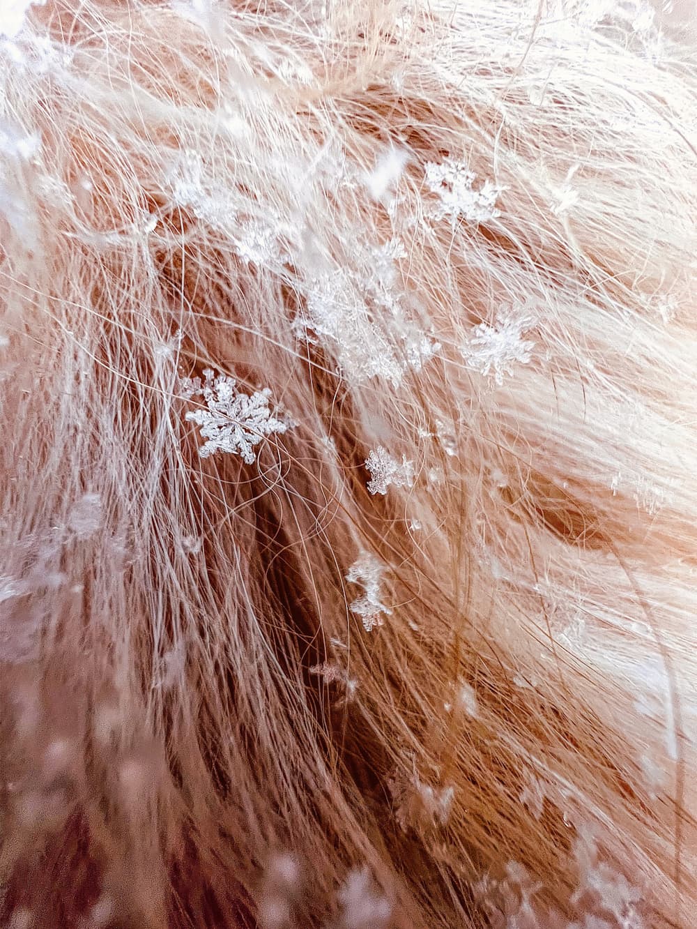 Tom Reeves (@tomreevesphoto) 的作品〈Honeycomb〉(雪花)，以 iPhone 13 Pro 拍攝。