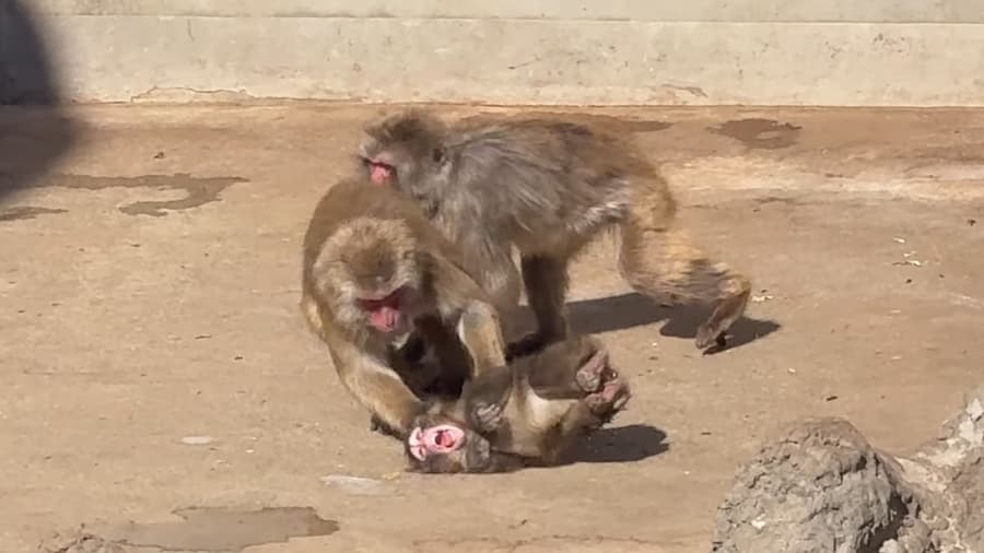 日本Punch猴子是誰？從人工哺育到融入猴群的感人身世 1